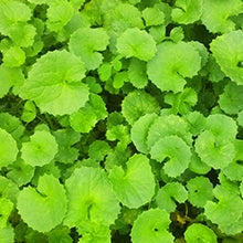 Zermet  Lemon Sparkling Peeling Gel, Deep Cleansing, Exfoliation, Skin Moisturization, Low Irritation for Sensitive Skin fl. 4.05 oz / 120 ml, Vitamin C and Refreshing Carbonated Water Synergy